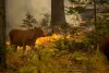 cow forest fire