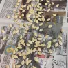 Seed Saving