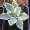 Agave-potatorum-Kichiokan-Mary-Collins
