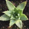 Aloe-polyphylla-Mary-Collins