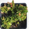 Crassula-pubescens-radicans-Mary-Collins