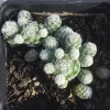 Mammallaria-gracilis-fragilis-Mary-Collins