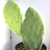 Opuntia-ellisiana-Mary-Collins