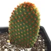 Opuntia-microdasys-subsp-rufida-Mary-Collins