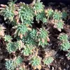 Sedum-hispanicum-Mary-Collins