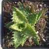 Aloe squarrosa plant in a black pot, featuring thick green serrated leaves arranged in a rosette pattern with lighter spots.