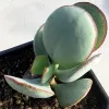 A Crassula arborescens "Silver Dollar" succulent with rounded, pale green leaves and red edges, arranged in a rosette shape.