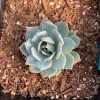Top-down view of a low-growing, rosette-shaped Echeveria 'Blue Bird' succulent with blue-green leaves and pink edges, surrounded by brown mulch.