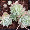 A cluster of rosette-shaped Echeveria prolifica succulents with smooth, green leaves and pink edges, on dark potting soil.