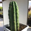 A tall Echinopsis peruviana cactus with prominent ribs and small spines, planted in a white pot on a flat surface, with a greenhouse backdrop.