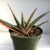 A Gasteria acinacifolia plant with smooth, elongated, reddish, heavily green-spotted leaves in a green pot.