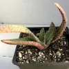 Gasteria carinata plant with green, speckled, succulent leaves in a black pot..
