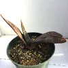 A Gasteria carinata var. schweickerdtiana plant with thick, textured, speckled leaves in a green pot, set against a light background.