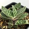 A Gasteria plant in a black pot, with thick, speckled green leaves arranged in rosettes.