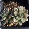 Two Graptosedum 'Bronze' succulents with thick, rosette-shaped leaves in green with reddish edges in a black pot.