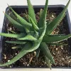 A Haworthia attenuata plant in a black pot, with thick green white-spotted leaves, arranged in a rosette formation.