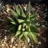 A top view of a Haworthia reinwardtii succulent with pointed, dark green leaves and reddish-brown tips, surrounded by textured soil.