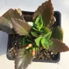 Top view of a Kalanchoe blossfeldiana plant with thick green leaves and reddish-brown undersides, showing small flower buds in a black pot.