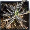Top view of a Kalanchoe delagoensis plant with elongated, spotted leaves arranged in a rosette in a black pot.