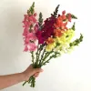 A hand holds a vibrant bouquet of snapdragon flowers in various colors, including pink, purple, red, orange, yellow, and white, against a white background.