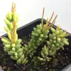 Cluster of Rhipsalis mesembryanthemoides in a black pot, featuring green segmented stems with reddish-brown shoot tips.