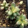 A cluster of Sedeveria 'Jet Beads' succulent plants with green and purple leaves set in dark soil.