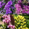 A collage of four images of statice flowers: purple, pink, and yellow varieties are displayed in clusters, showcasing vibrant colors and textures.