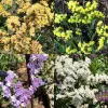 A grid of four types of statice flowers: yellowish-brown, vibrant yellow, delicate purple, and intricate white, each with unique shapes and textures.