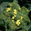 Close-up of broccoli in bloom, featuring bright yellow flowers and dense green buds amidst dark green leaves.