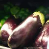 Close-up view of shiny, deep purple eggplants with green stems, nestled among blurred green vegetables in the background.