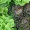 Close-up of different types of lettuce, including bright green frilly leaf lettuce on the left and dark red leaf lettuce on the right.