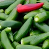 A pile of fresh green jalapeño peppers with one red chili pepper on top, showcasing their glossy texture and vibrant colors.