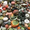 A colorful assortment of various squash and pumpkins, densely packed with different shapes and sizes, featuring deep oranges, greens, whites, and bumpy textures.