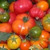 A collection of colorful tomatoes in various shades of red, orange, yellow, and green, close together with some green leaves visible.