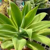 Agave-attenuata-Judy-Hecht