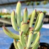 Cotyledon-orbiculata-Lady-Fingers-Judy-Hecht