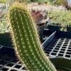 Echinopsis-spachiana -Torch-Cactus-Judy-Hecht