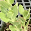 Kalanchoe-Florist-Hybrid-Judy-Hecht