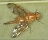 mexican fruit fly