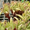 Close-up of a Dudleya edulis succulent with elongated, light green leaves tipped with pink.