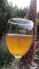 A glass of mead. (Photo by Kathy Keatley Garvey)