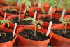 Growing Transplants from Seed