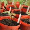 Growing Transplants from Seed