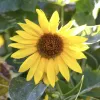 A close-up of a bright yellow sunflower with a brown center and green leaves in the background.