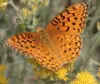 Crown Fritillary. (Image from Art Shapiro's slide show)