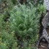 Artemisia-californica-Cal-State-Channel-Islands
