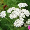 A cluster of white yarrow flowers in full bloom, surrounded by green foliage in a garden setting.