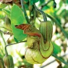 Close-up of a green and maroon California pipevine flower surrounded by heart-shaped green leaves.