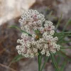 A close-up of a cluster of white and pink Asclepias fascicularis flowers, with slender green leaves surrounding them.
