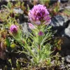 A vibrant flowering plant, Castilleja exserta, with clusters of purple and white flowers grows from rocky soil, surrounded by green foliage.